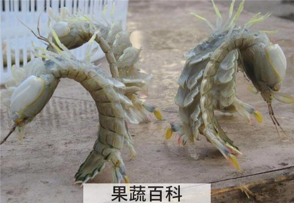 皮皮虾是不是虾，皮皮虾虽是网红但不是虾