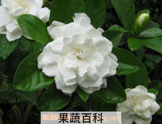 栀子花怎么养 栀子花的养殖方法技巧
