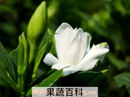 栀子花怎么养 栀子花的养殖方法技巧
