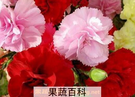 康乃馨怎么养 康乃馨的养殖方法技巧