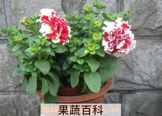 康乃馨怎么养 康乃馨的养殖方法技巧