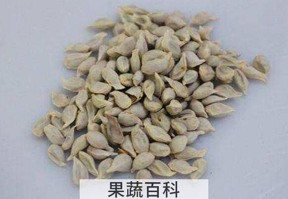桔子籽煮水喝的功效与作用