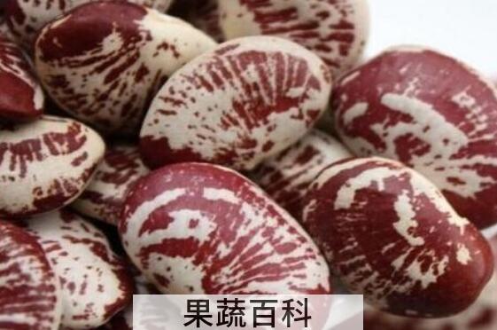 肾豆的功效与作用及禁忌