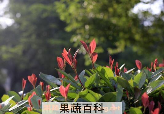 芒种花的功效与作用 芒种花怎么用