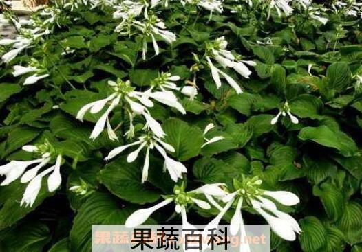 芒种花的功效与作用 芒种花怎么用