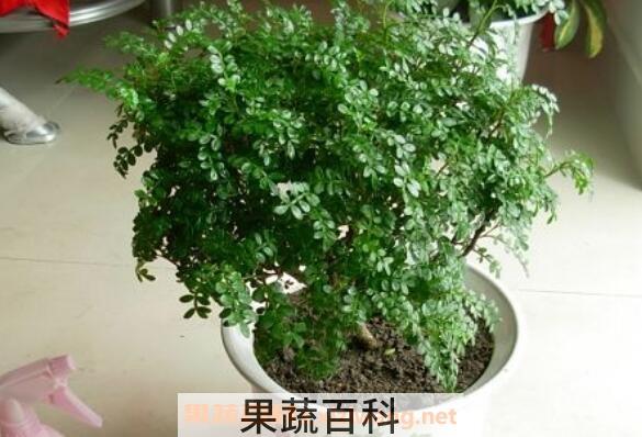 清香木怎么养 清香木的养殖方法和注意事项