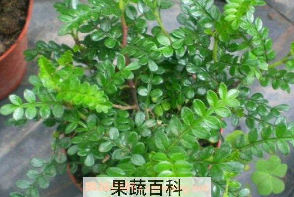 清香木怎么养 清香木的养殖方法和注意事项