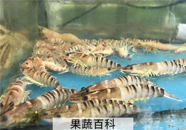 基围虾是海虾还是河虾，基围虾是养殖的海虾