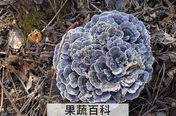云芝的功效与作用
