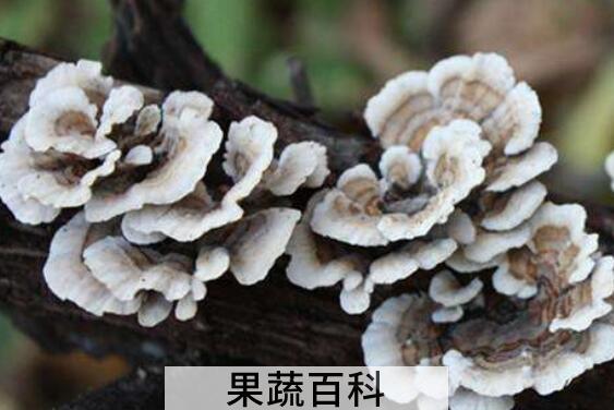 云芝的功效与作用