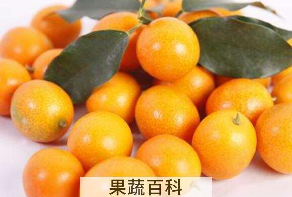 金桔籽的功效与作用