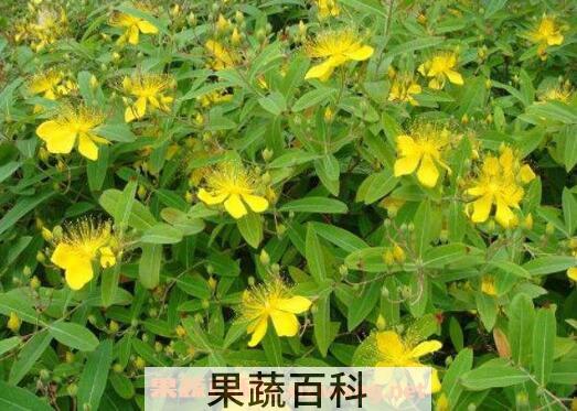 金丝桃和金丝梅的区别 金丝桃的功效