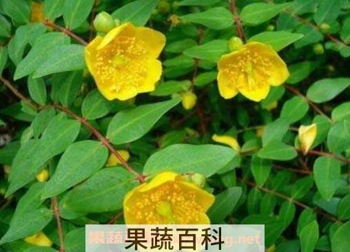 金丝桃和金丝梅的区别 金丝桃的功效