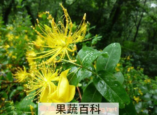 金丝梅的养殖方法和注意事项