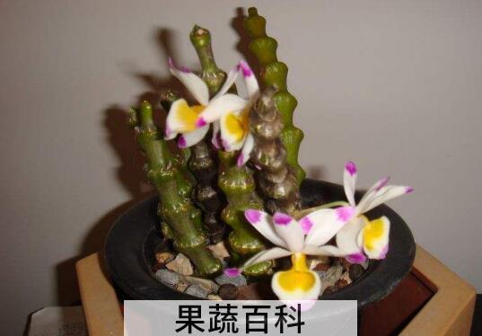 肿节石斛的功效与作用 肿节石斛的吃法