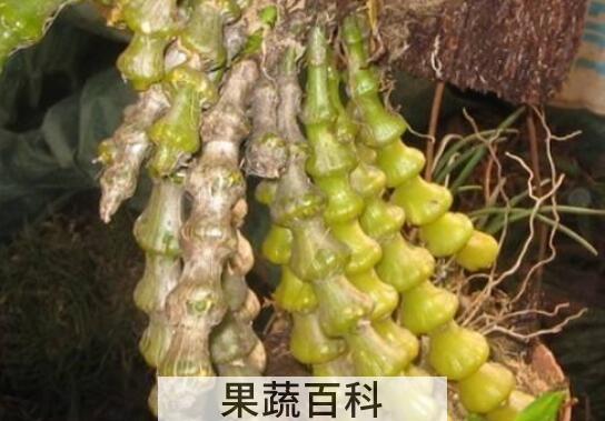 肿节石斛的功效与作用 肿节石斛的吃法