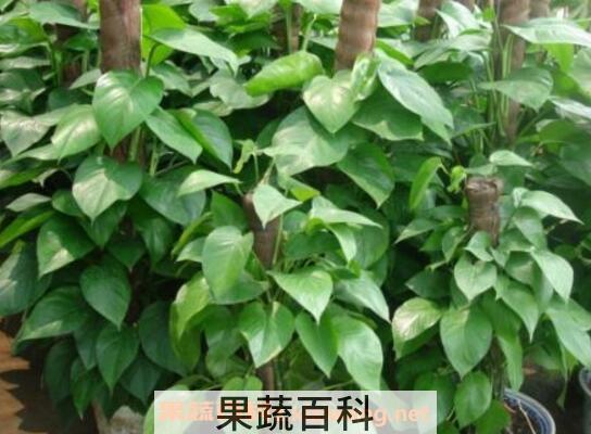  大叶绿萝怎么插杆 大叶绿萝怎么浇棕柱
