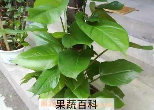 大叶绿萝怎么插杆 大叶绿萝怎么浇棕柱