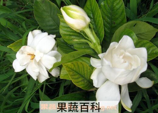茉莉花如何养 茉莉花的养殖方法和注意事项