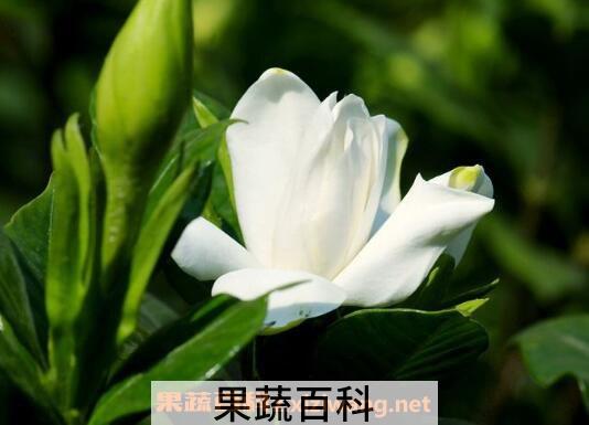 茉莉花如何养 茉莉花的养殖方法和注意事项