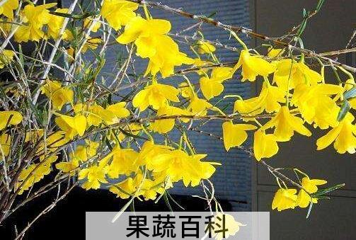 姬竹石斛怎么养