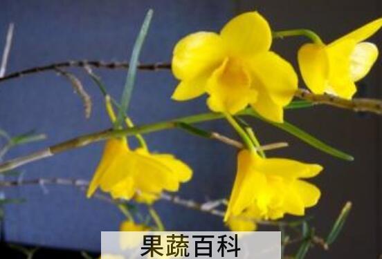 姬竹石斛怎么养
