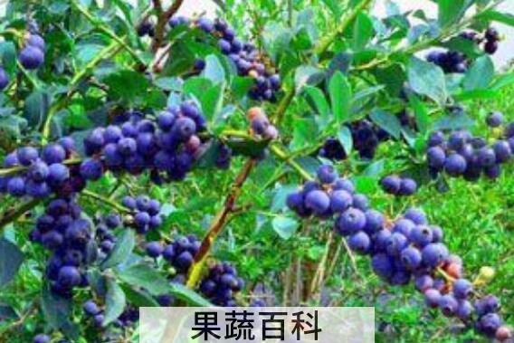 蓝梅叶子泡茶有什么功效