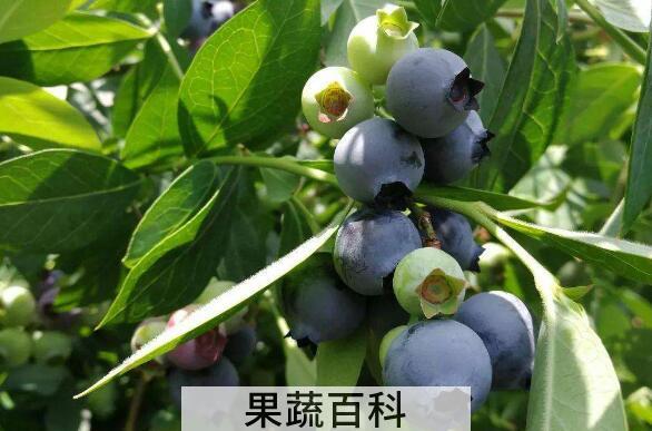 蓝梅叶子泡茶有什么功效