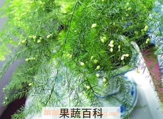 文竹如何养 文竹的养殖方法和注意事项 