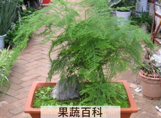 文竹如何养 文竹的养殖方法和注意事项 
