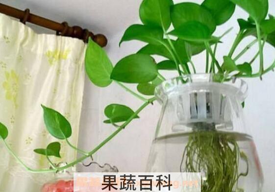 绿萝怎么水培养殖 水培绿萝的养殖方法