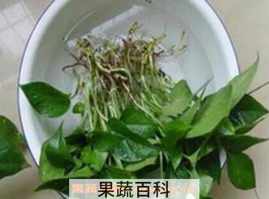绿萝怎么水培养殖 水培绿萝的养殖方法