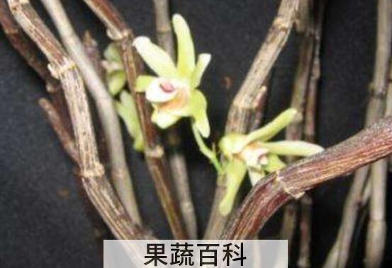 马鞭石斛的功效与作用