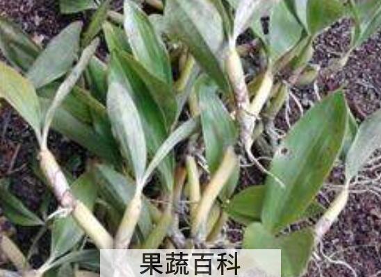 马鞭石斛的功效与作用