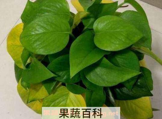 绿萝叶子发黄是什么原因 绿萝叶子发黄因为什么