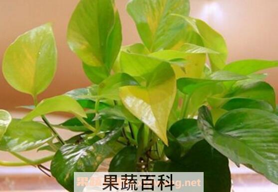 绿萝叶子发黄是什么原因 绿萝叶子发黄因为什么