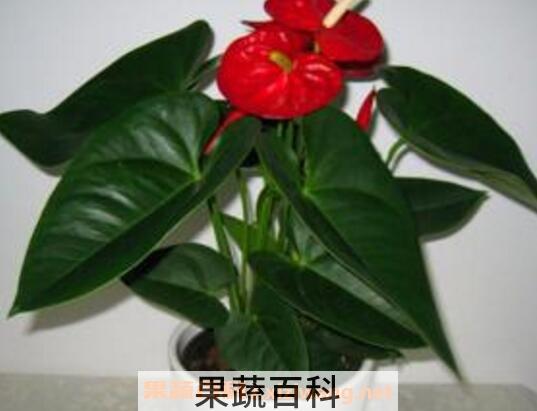 红掌怎么养 红掌的养殖方法技巧