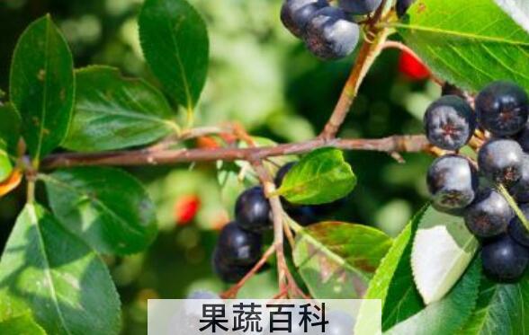 蓝莓叶茶的功效与作用