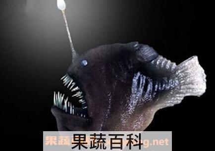 安康鱼肚的营养价值