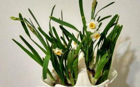 水仙花怎么养 水仙花的养殖方法技巧