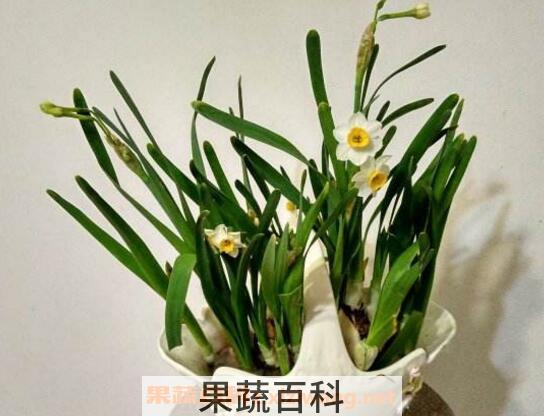 水仙花怎么养 水仙花的养殖方法技巧