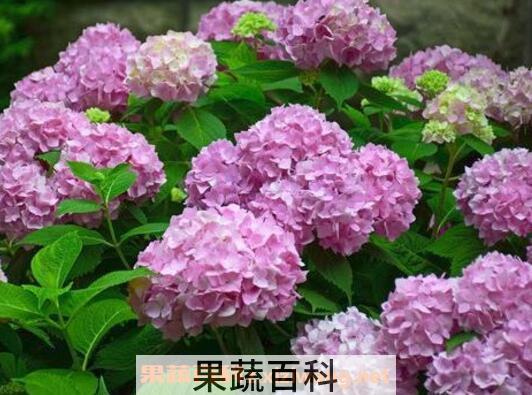 绣球花如何养 绣球花的养殖方法和注意事项 