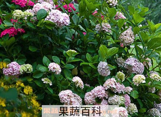 绣球花如何养 绣球花的养殖方法和注意事项 