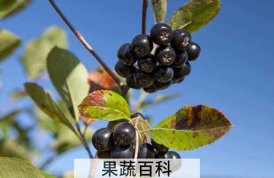 黑果花楸怎么泡酒步骤 黑果花楸怎么吃好