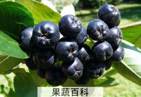 黑果花楸怎么泡酒步骤 黑果花楸怎么吃好