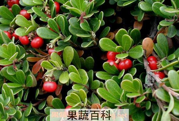 熊果苷的功效与作用 熊果苷的副作用