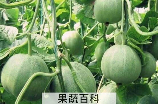 洋香瓜与甜瓜的区别 吃甜瓜的好处