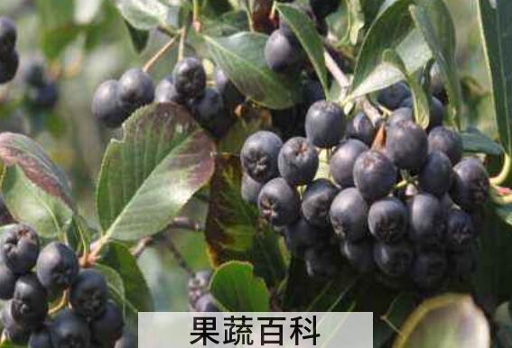 黑果花楸泡酒的好处 黑果花楸泡酒有啥好处