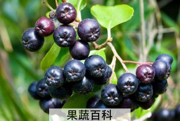 黑果花楸泡酒的好处 黑果花楸泡酒有啥好处
