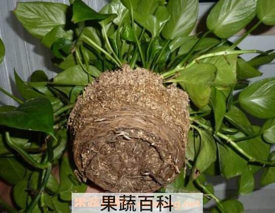 绿萝怎么分盆 绿萝换盆注意事项